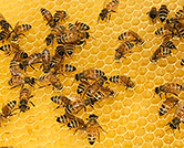 Des abeilles dans les parages