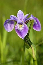 Iris versicolore dans les jardins de l’Assemblée